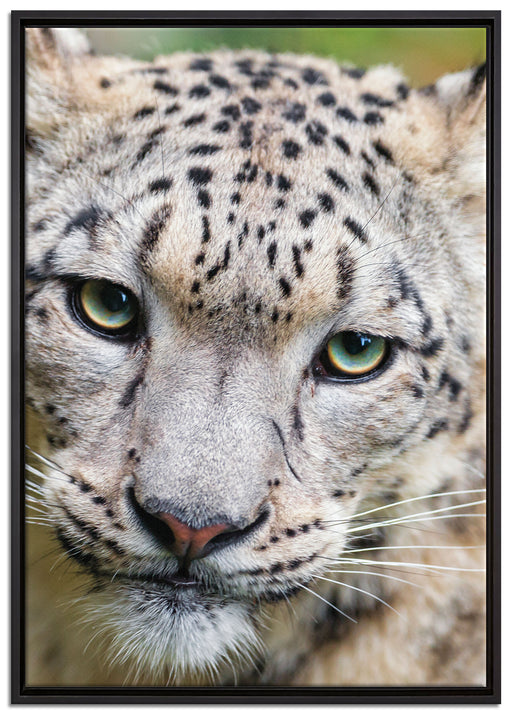 eleganter Schneeleopard auf Leinwandbild gerahmt Größe 100x70