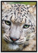 eleganter Schneeleopard auf Leinwandbild gerahmt Größe 100x70
