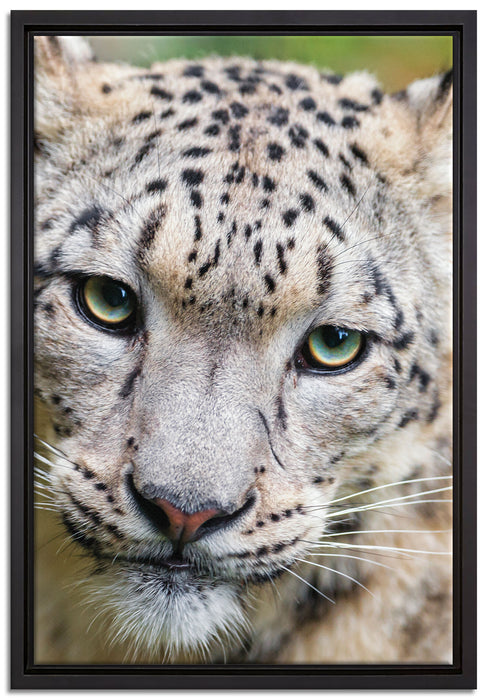 eleganter Schneeleopard auf Leinwandbild gerahmt Größe 60x40