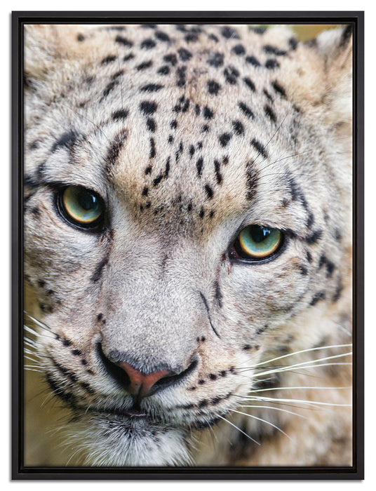 eleganter Schneeleopard auf Leinwandbild gerahmt Größe 80x60