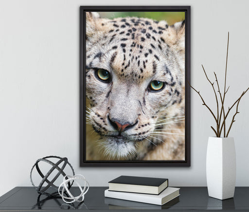 eleganter Schneeleopard auf Leinwandbild gerahmt mit Kirschblüten