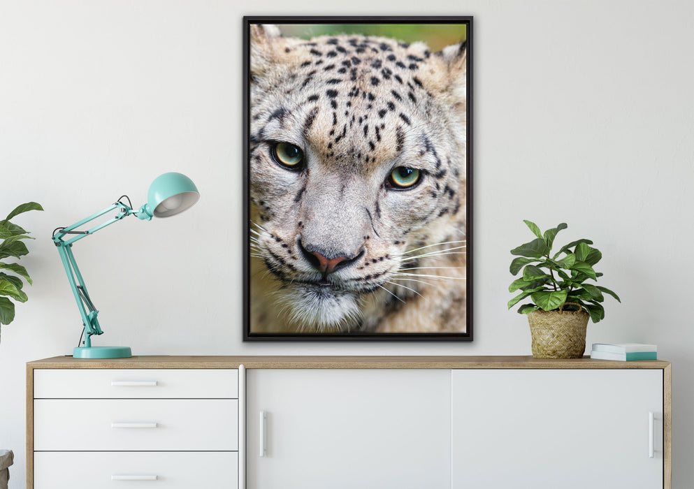 eleganter Schneeleopard auf Leinwandbild gerahmt verschiedene Größen im Wohnzimmer