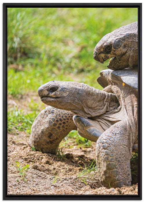 liebevolles Schildkrötenpaar auf Leinwandbild gerahmt Größe 100x70