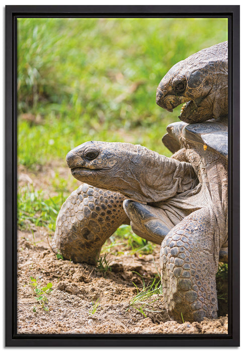 liebevolles Schildkrötenpaar auf Leinwandbild gerahmt Größe 60x40
