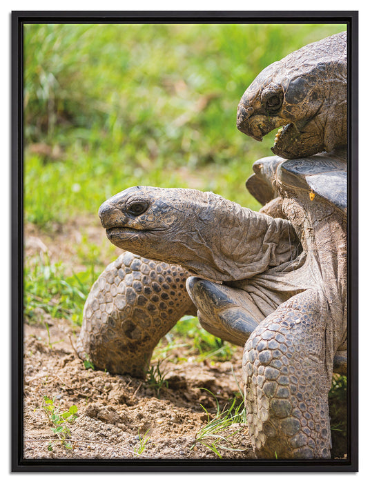 liebevolles Schildkrötenpaar auf Leinwandbild gerahmt Größe 80x60