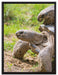 liebevolles Schildkrötenpaar auf Leinwandbild gerahmt Größe 80x60