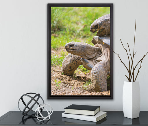 liebevolles Schildkrötenpaar auf Leinwandbild gerahmt mit Kirschblüten