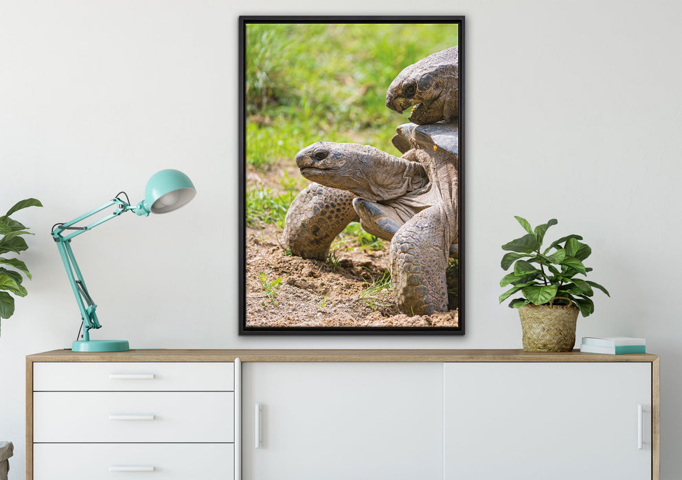 liebevolles Schildkrötenpaar auf Leinwandbild gerahmt verschiedene Größen im Wohnzimmer