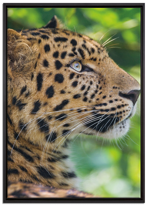 prächtiger Leopard im Schatten auf Leinwandbild gerahmt Größe 100x70