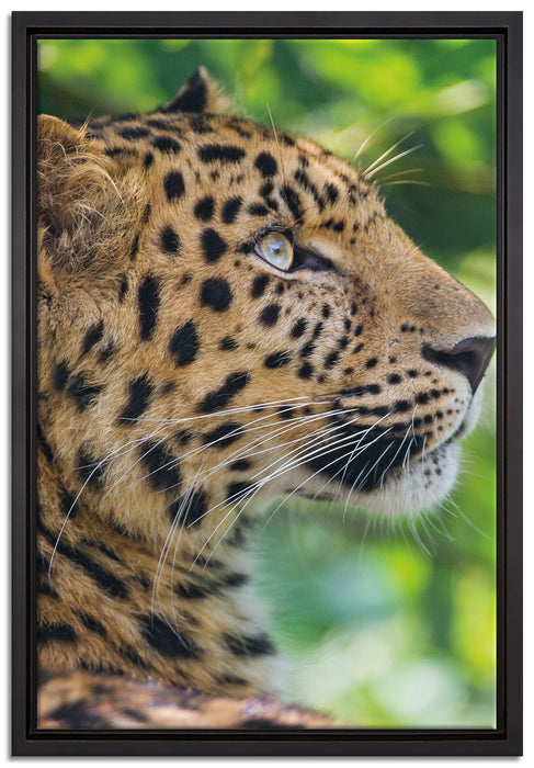 prächtiger Leopard im Schatten auf Leinwandbild gerahmt Größe 60x40