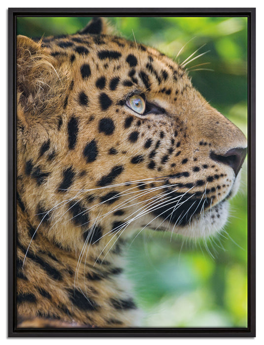 prächtiger Leopard im Schatten auf Leinwandbild gerahmt Größe 80x60