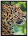 prächtiger Leopard im Schatten auf Leinwandbild gerahmt Größe 80x60