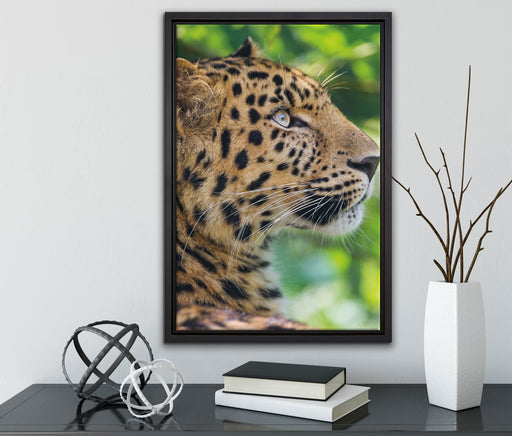 prächtiger Leopard im Schatten auf Leinwandbild gerahmt mit Kirschblüten