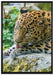 Leopard beim Putzen auf Leinwandbild gerahmt Größe 100x70