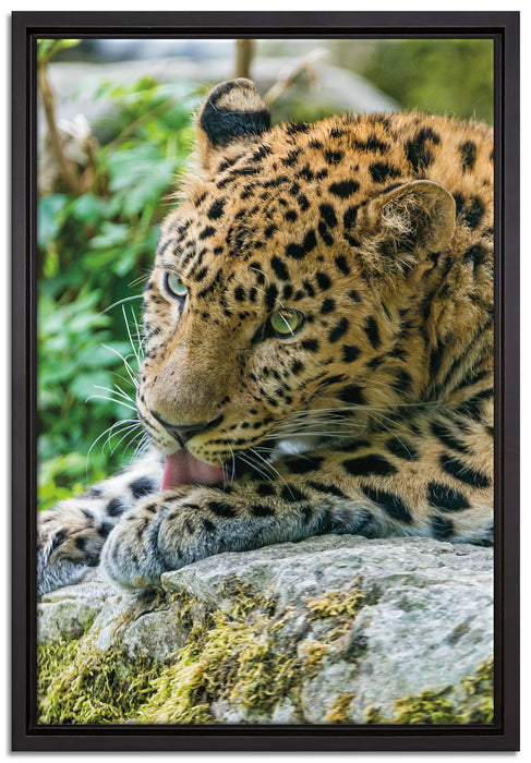 Leopard beim Putzen auf Leinwandbild gerahmt Größe 60x40