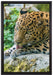 Leopard beim Putzen auf Leinwandbild gerahmt Größe 60x40