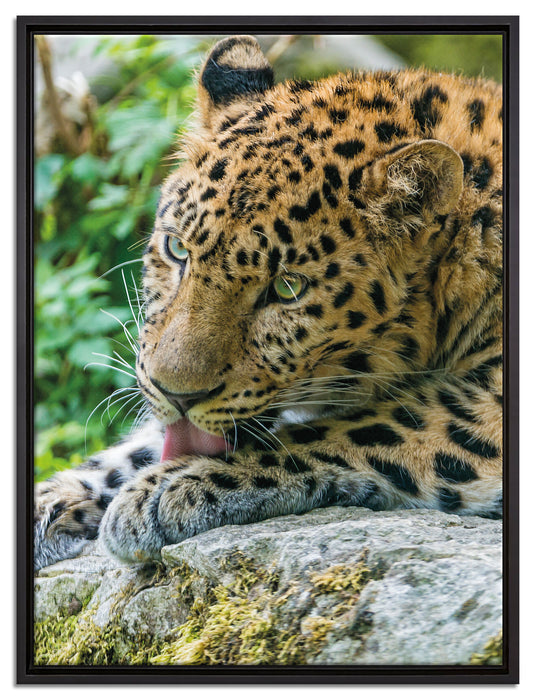 Leopard beim Putzen auf Leinwandbild gerahmt Größe 80x60
