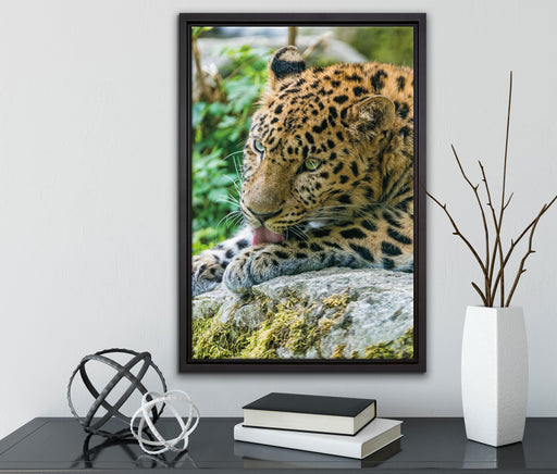 Leopard beim Putzen auf Leinwandbild gerahmt mit Kirschblüten