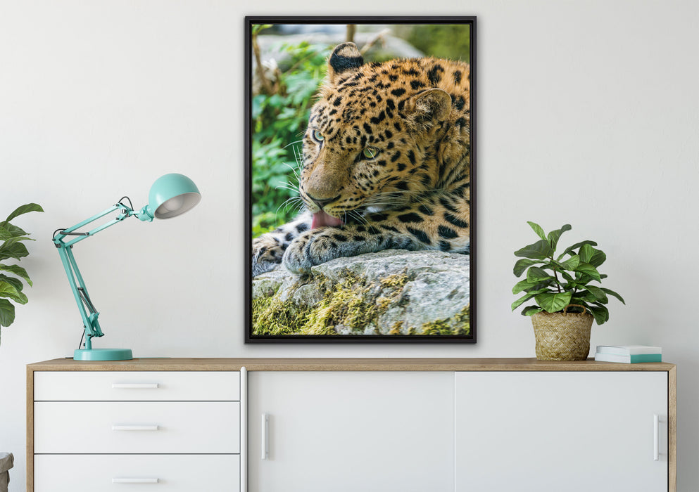 Leopard beim Putzen auf Leinwandbild gerahmt verschiedene Größen im Wohnzimmer