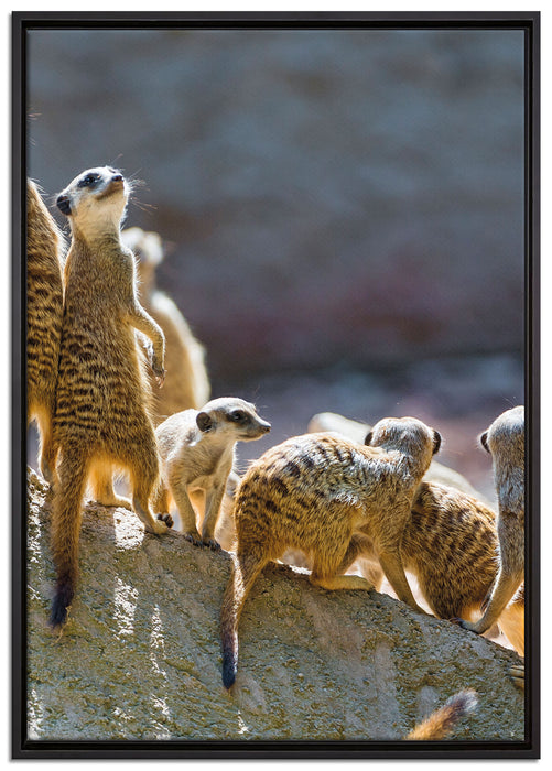 große Erdmännchen Familie auf Leinwandbild gerahmt Größe 100x70