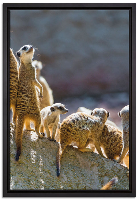große Erdmännchen Familie auf Leinwandbild gerahmt Größe 60x40