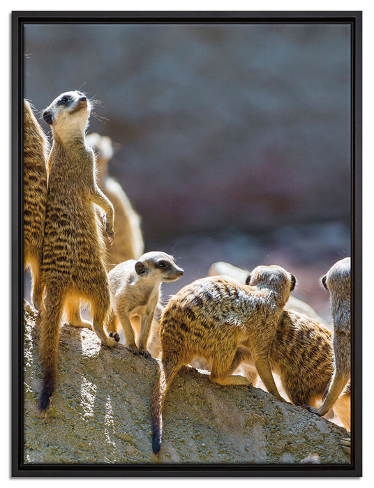 große Erdmännchen Familie auf Leinwandbild gerahmt Größe 80x60