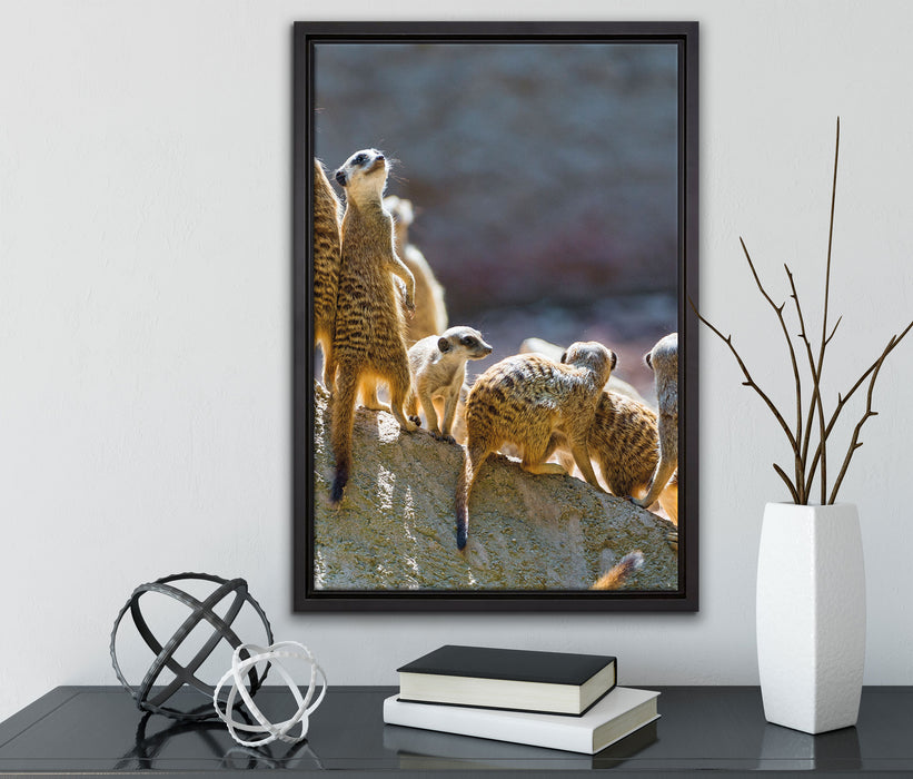 große Erdmännchen Familie auf Leinwandbild gerahmt mit Kirschblüten