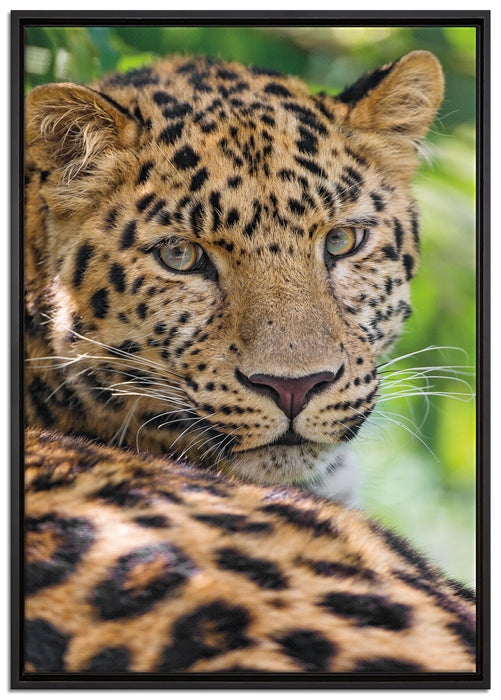 aufmerksamer Leopard im Schatten auf Leinwandbild gerahmt Größe 100x70