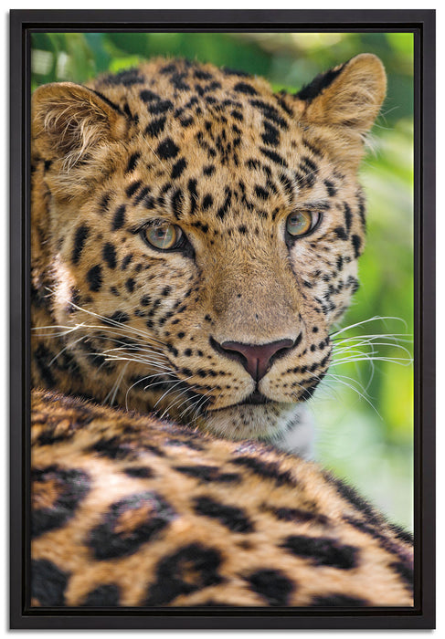 aufmerksamer Leopard im Schatten auf Leinwandbild gerahmt Größe 60x40