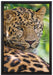 aufmerksamer Leopard im Schatten auf Leinwandbild gerahmt Größe 60x40