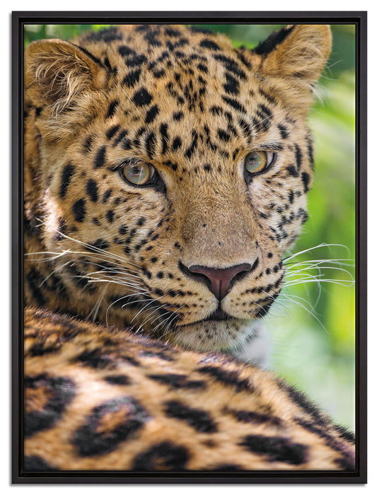 aufmerksamer Leopard im Schatten auf Leinwandbild gerahmt Größe 80x60