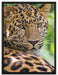 aufmerksamer Leopard im Schatten auf Leinwandbild gerahmt Größe 80x60
