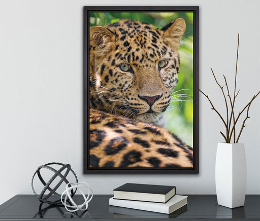 aufmerksamer Leopard im Schatten auf Leinwandbild gerahmt mit Kirschblüten