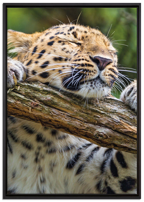 verspielter Leopard auf Leinwandbild gerahmt Größe 100x70