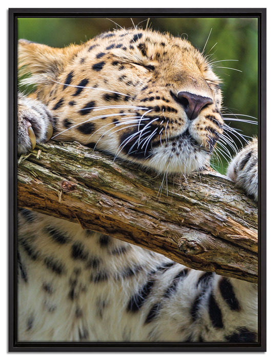 verspielter Leopard auf Leinwandbild gerahmt Größe 80x60