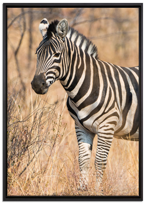 einsames Zebra auf Leinwandbild gerahmt Größe 100x70