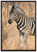 einsames Zebra auf Leinwandbild gerahmt Größe 100x70