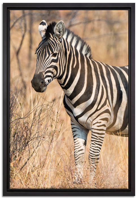 einsames Zebra auf Leinwandbild gerahmt Größe 60x40