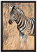 einsames Zebra auf Leinwandbild gerahmt Größe 60x40