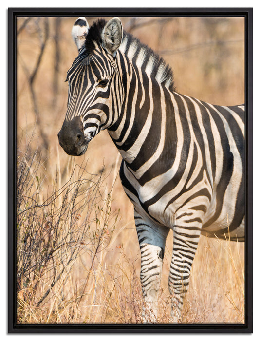 einsames Zebra auf Leinwandbild gerahmt Größe 80x60