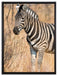 einsames Zebra auf Leinwandbild gerahmt Größe 80x60