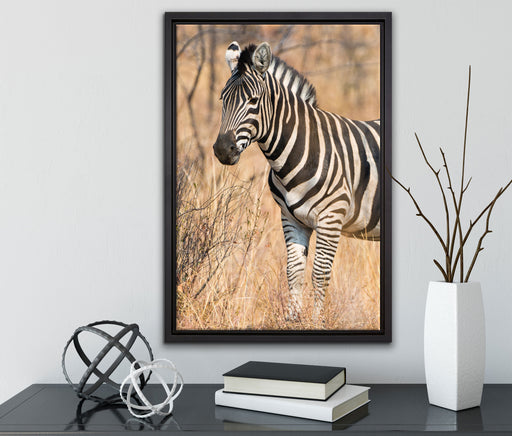 einsames Zebra auf Leinwandbild gerahmt mit Kirschblüten