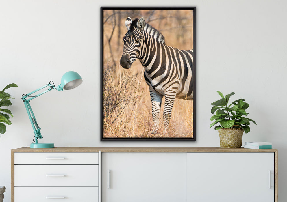 einsames Zebra auf Leinwandbild gerahmt verschiedene Größen im Wohnzimmer
