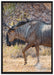 Kaffernbüffel in der Savanne auf Leinwandbild gerahmt Größe 100x70