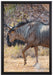 Kaffernbüffel in der Savanne auf Leinwandbild gerahmt Größe 60x40