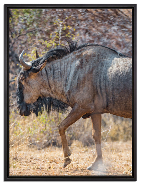 Kaffernbüffel in der Savanne auf Leinwandbild gerahmt Größe 80x60