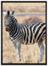 Zebra im Wildgras auf Leinwandbild gerahmt Größe 100x70