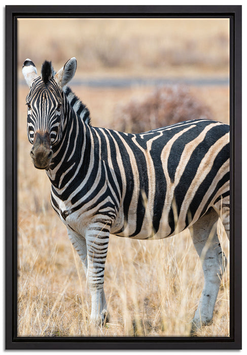 Zebra im Wildgras auf Leinwandbild gerahmt Größe 60x40