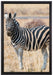 Zebra im Wildgras auf Leinwandbild gerahmt Größe 60x40