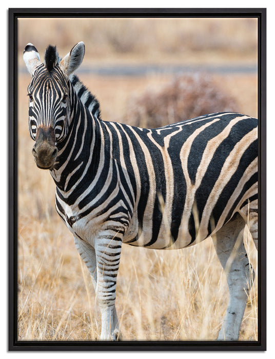 Zebra im Wildgras auf Leinwandbild gerahmt Größe 80x60